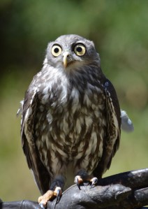 Hawk Owl, Healesville Sanctuary